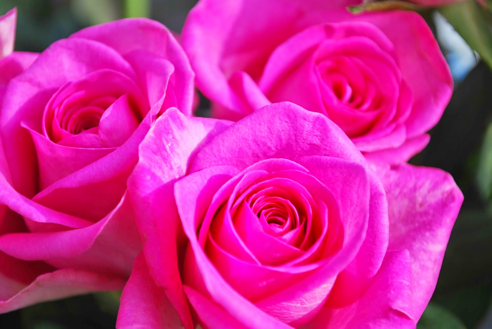 Moons Flower Rose Flower