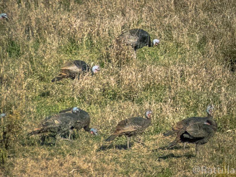 The Everyday Adventurer A Big Flock Of Wild Turkeys