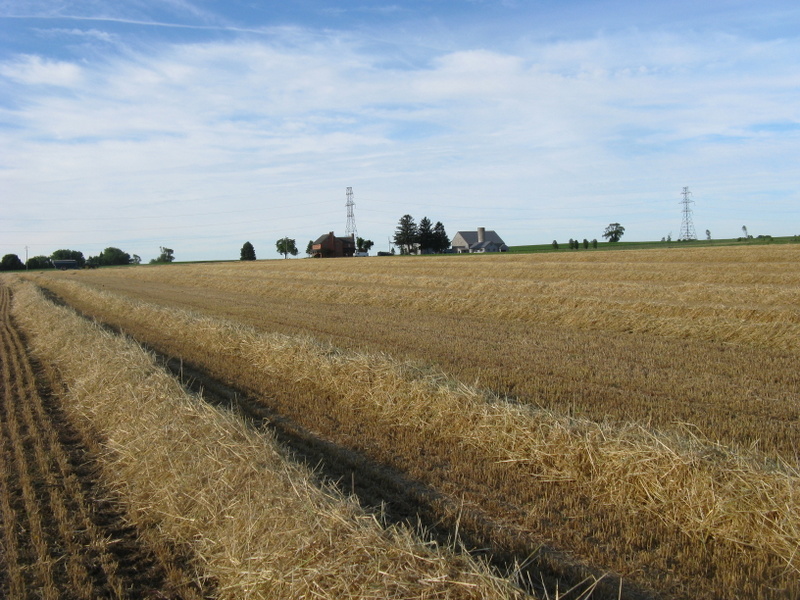 barley-straw.jpg