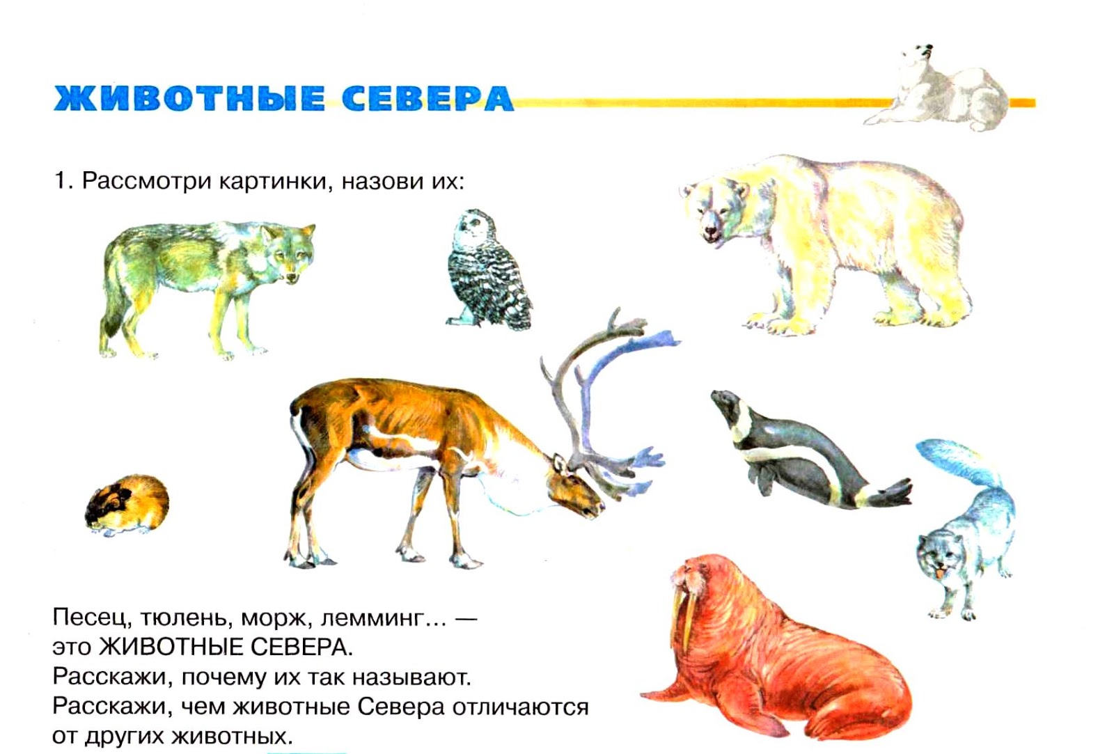 Животные севера для дошкольников