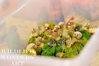 baby parrots as pets baby parrots as pets