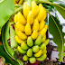 Exclusive: See 8 Good Reasons Why You Should Be Eating More Bananas