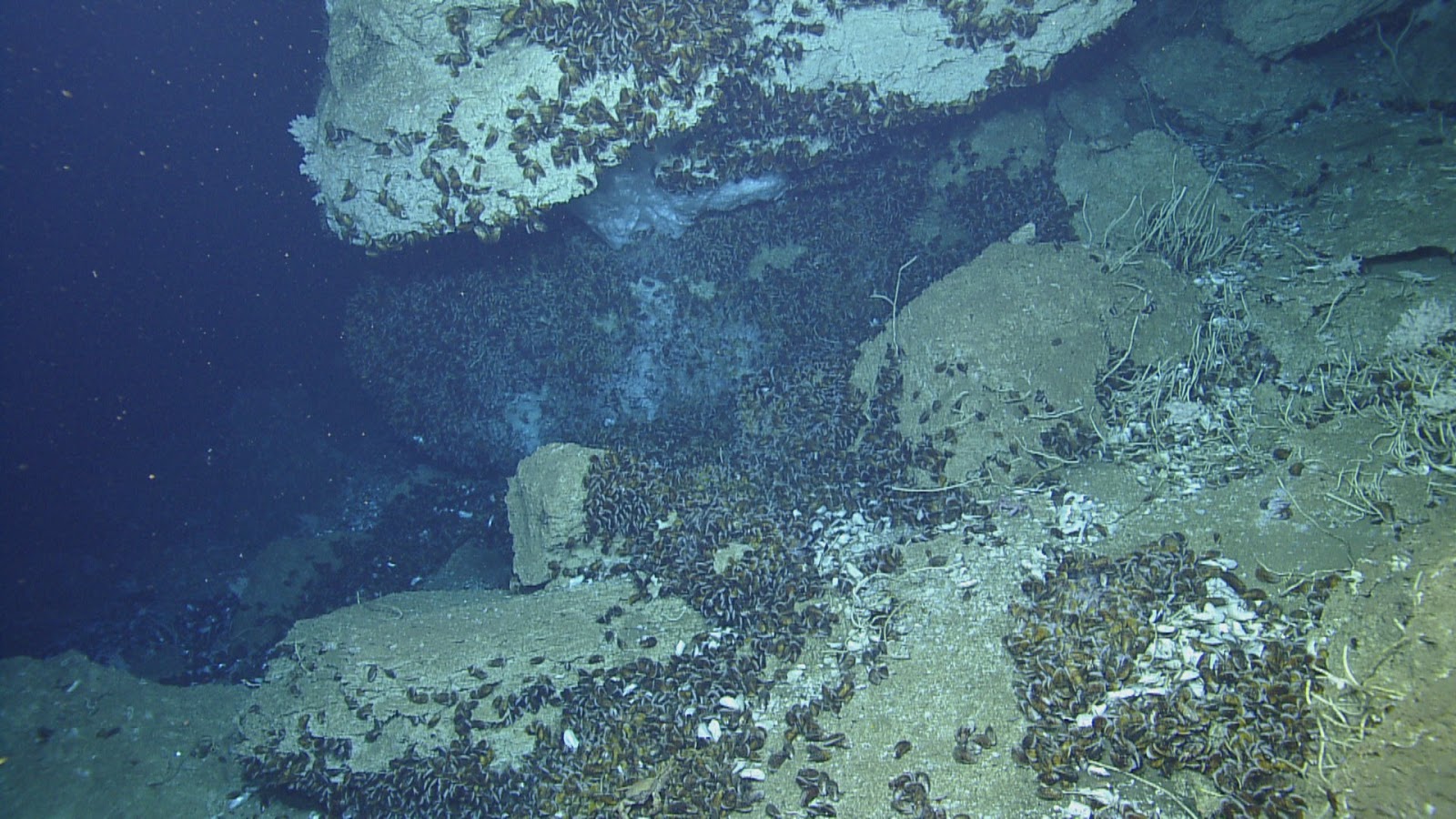 The deep дно океана