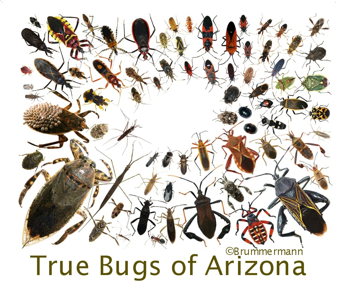 Где много насекомых. Насекомые для дошкольников. Множество насекомых. Жуки "разное". Куча разных насекомых.