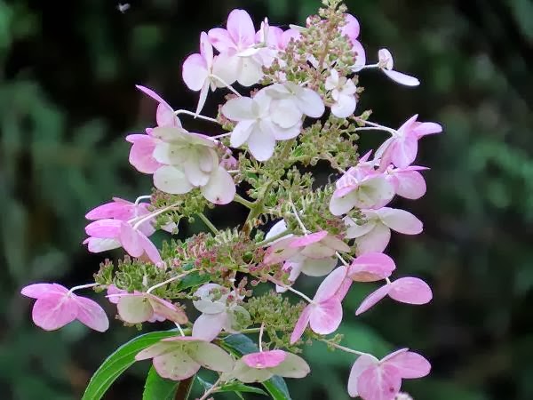 Limelight Hydrangeas In Bloom