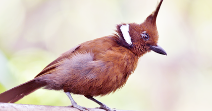 34+ Burung cililin terupdate