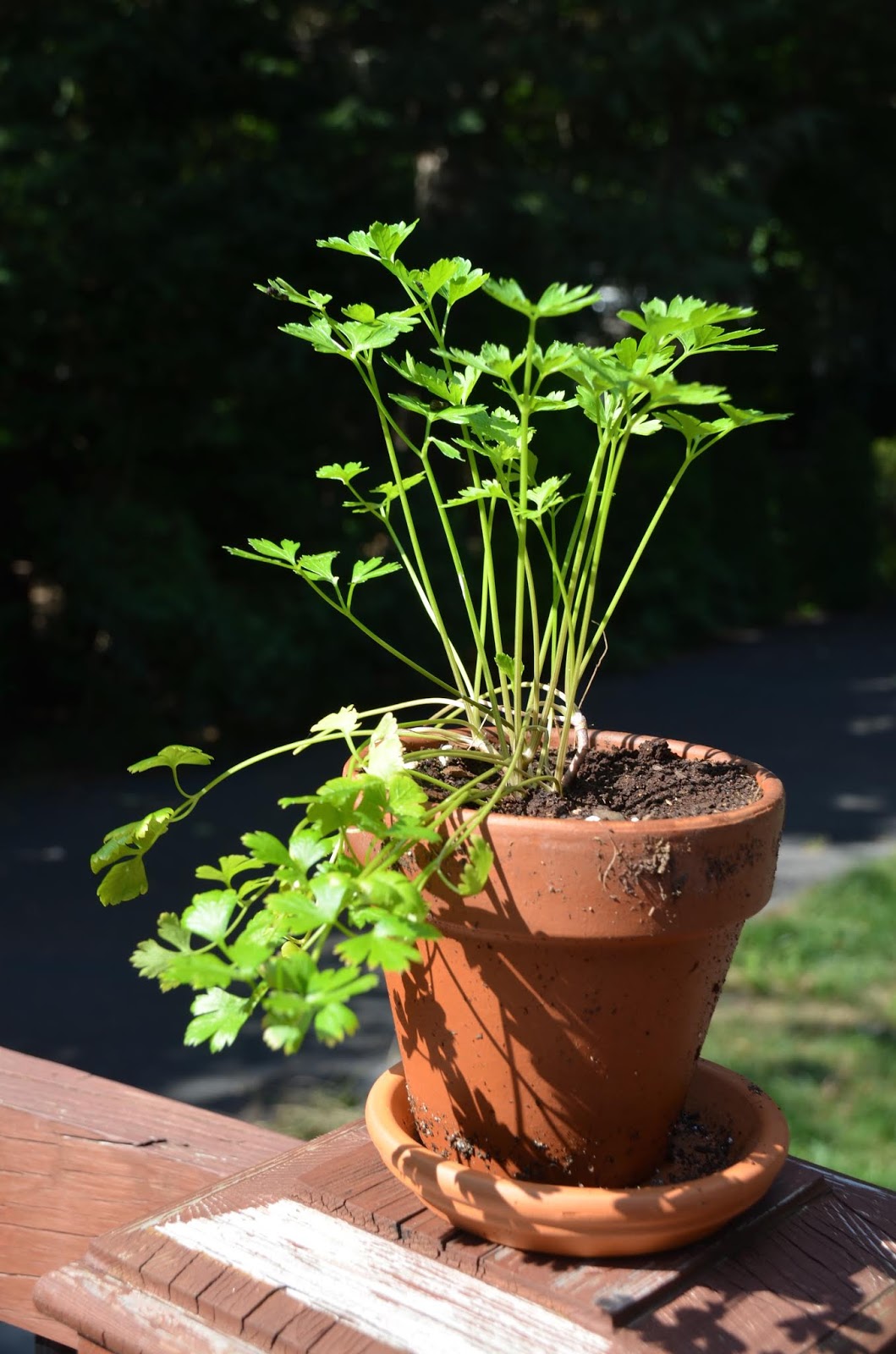 Urban Wildlife Guide Caterpillars on the Parsley