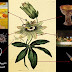 Passiflora - Floarea patimilor lui Hristos