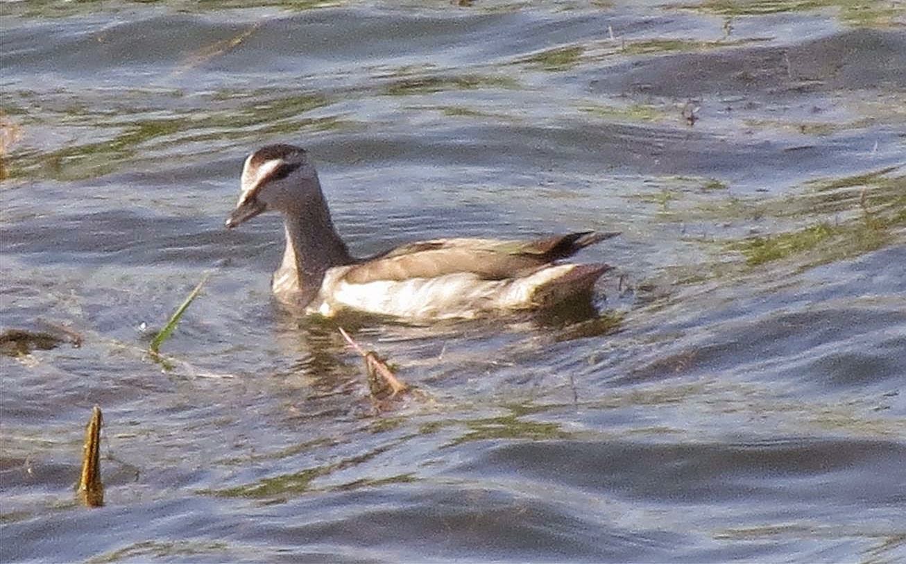 Birding for a Lark Cotton teal at Mughsayl