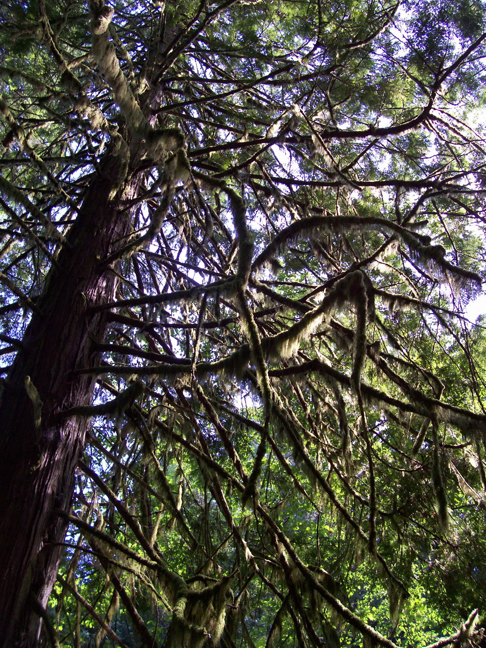 Vancouver Island Big Trees: John Dean Park: Saanich's Largest Old ...