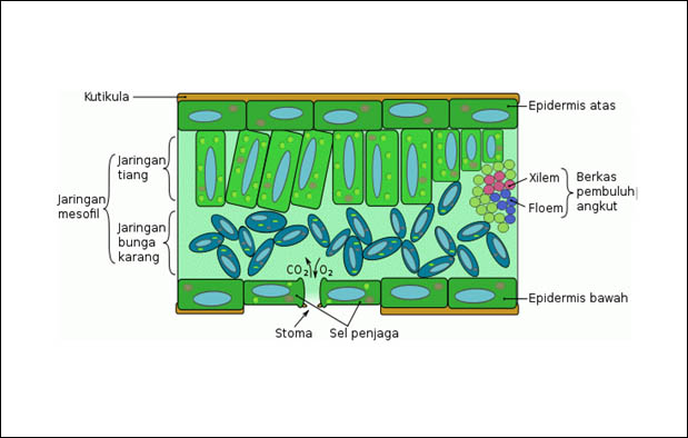  Jaringan  penyusun organ tumbuhan daun dan fungsinya  