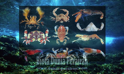 Definisi Dan Ciri Ciri Umum Serta Klasifikasi Dari Crustacea