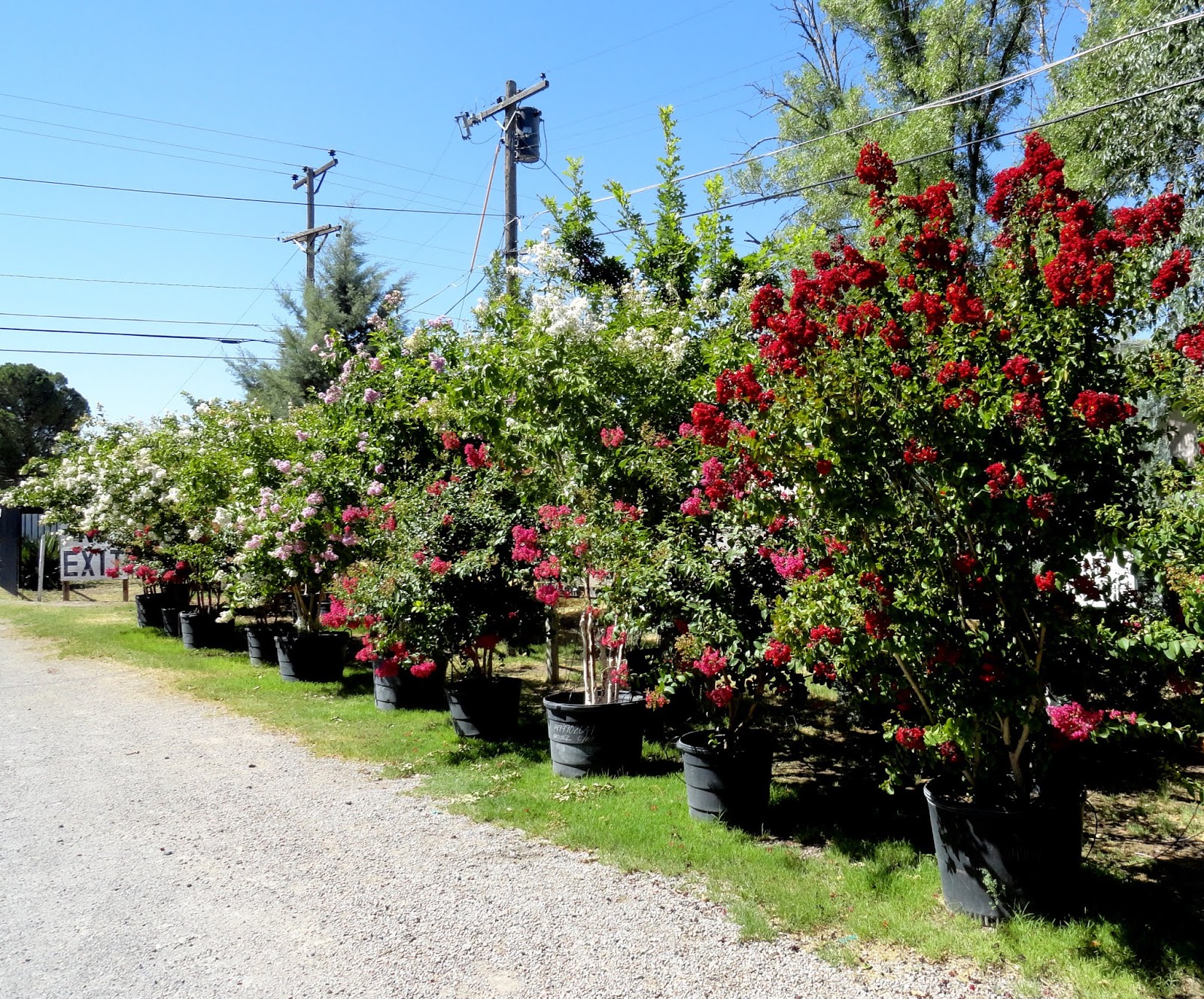 danger garden Guzman’s Garden Centers in Las Cruces, New Mexico