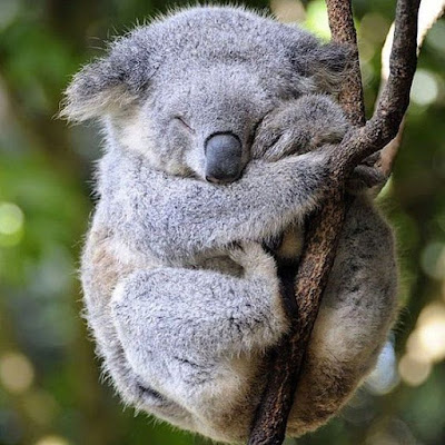 Imagen tierna de koala durmiendo 