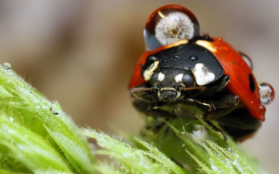 sorprendentes fotografías de insectos magnificados