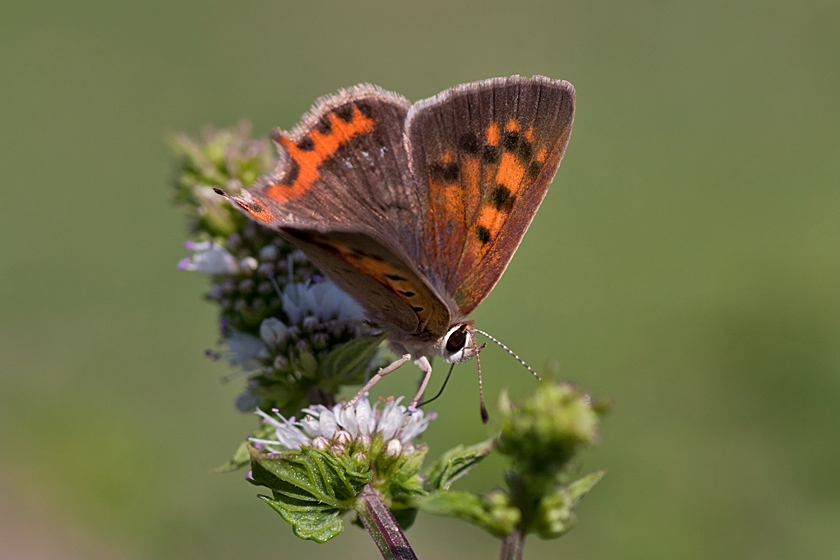 Mint Attracting Insects at Home Focusing on Wildlife