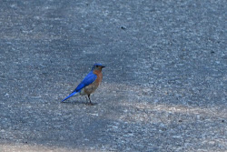 alabama birds state bluebird names park eldo