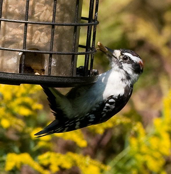 A small but busy make hairy woodpecker picking feed out of a vertical tube feeder.
