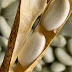 Haricot Tarbais – The Edible Bean From Tarbes Is 1 Of France’S Favorite Beans. The Haricot Tarbais On French Menus.