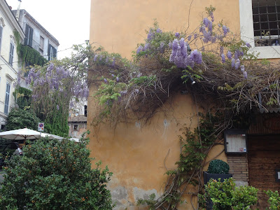 wisteria trastevere glicine roma rome