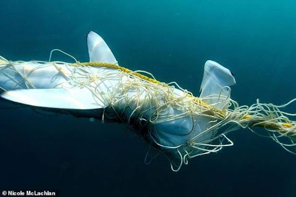 Los tiburones estan Desapareciendo en Australia. Los tiburones estan Desapareciendo en Australia.