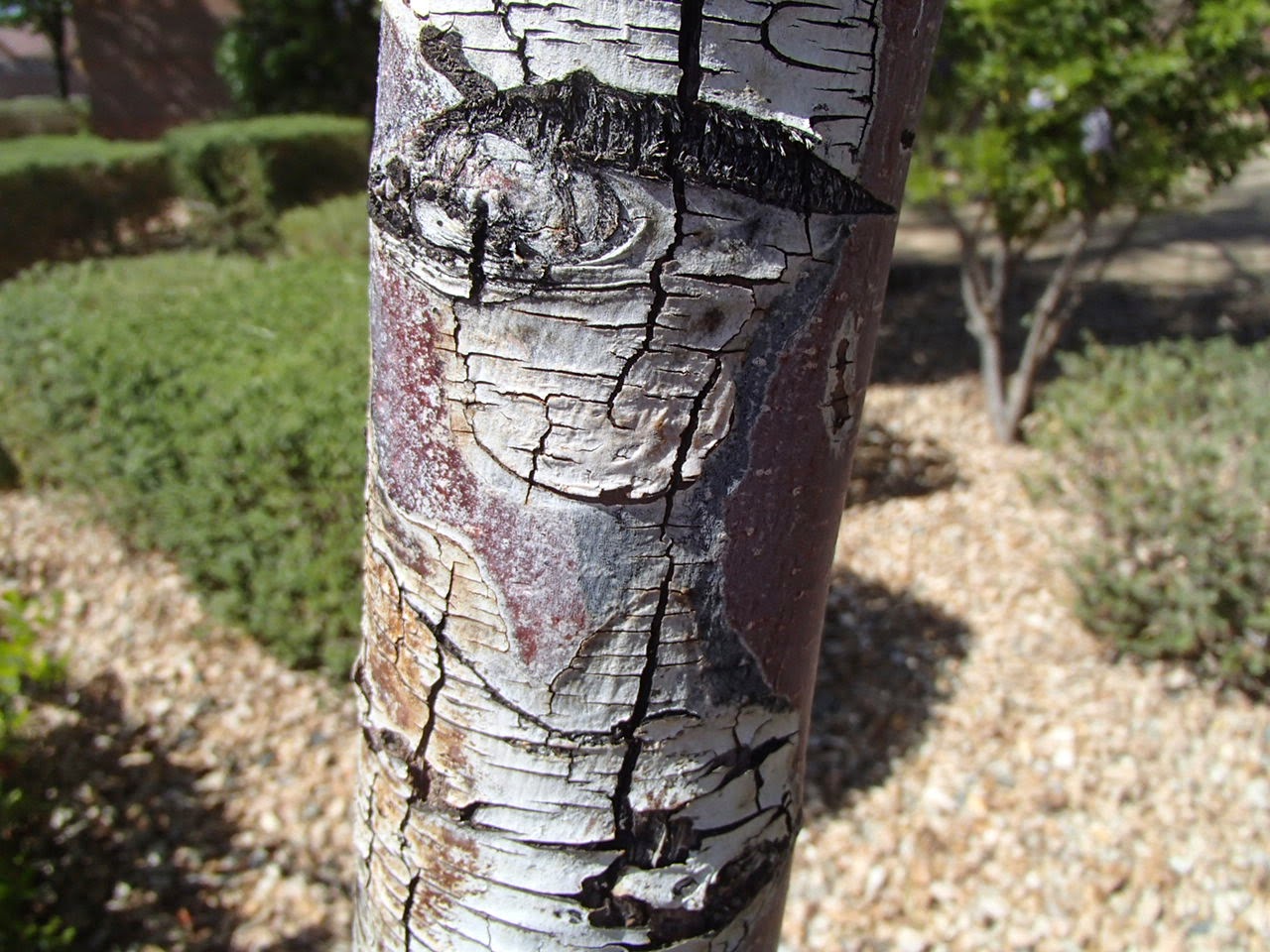 Xtremehorticulture of the Desert Why Are The Leaves of My Locust Tree