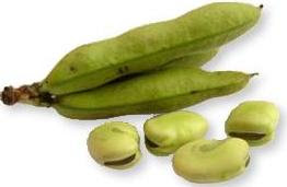 Habas Habas agricultura de Arequipa