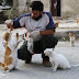 Meet The Activist Who Stayed In Syria To Feed Hundreds Of Abandoned Cats