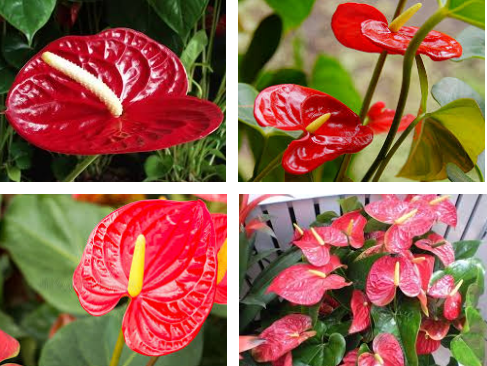 Jenis Jenis Bunga Anthurium Paling Mahal Dan Populer Lengkap | Bertanam