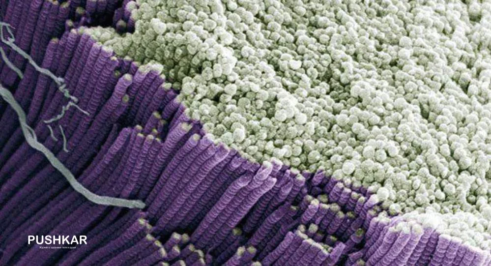 СПОСОБЫ ЕСТЕСТВЕННОГО УВЕЛИЧЕНИЯ ПРОИЗВОДСТВА КОЛЛАГЕНА ОРГАНИЗМОМ! Публикация под именем Dmitry Pushkar