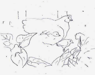 Memperbaiki sketsa ayam dan lingkungannya Gambar Memperbaiki sketsa ayam dan lingkungannya sebagai Cara Sketsa Flora dan Fauna Dengan Mudah