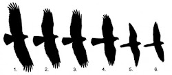 silhouette prey bird hawk birds flying clipart raptor silhouettes hawks shapes falcons owl clipartpanda tough ones panda getdrawings hawkwatch research