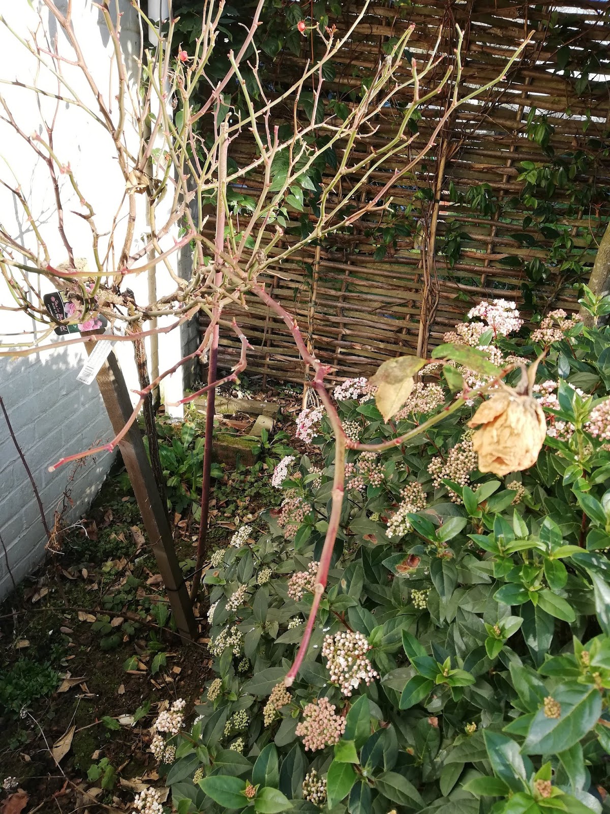Pruning a Standard Rose by a total gardening novice