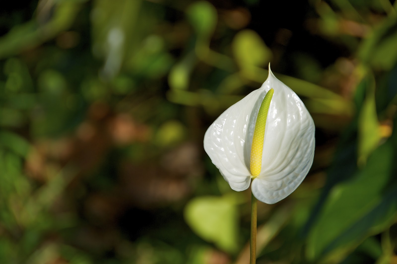 Loop Barbados The flower of Love (or should be at least) Anthurium