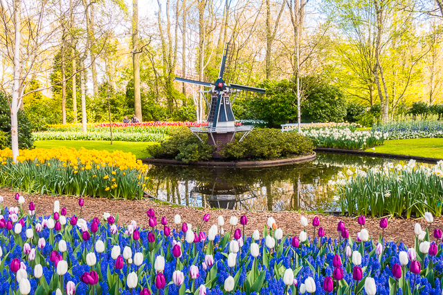 Keukenhof Gardens - Tulip Heaven in the Netherlands - a MUST if you are in Europe in the spring. The most amazing garden EVER! Keukenhof Gardens - Tulip Heaven in the Netherlands - a MUST if you are in Europe in the spring. The most amazing garden EVER!