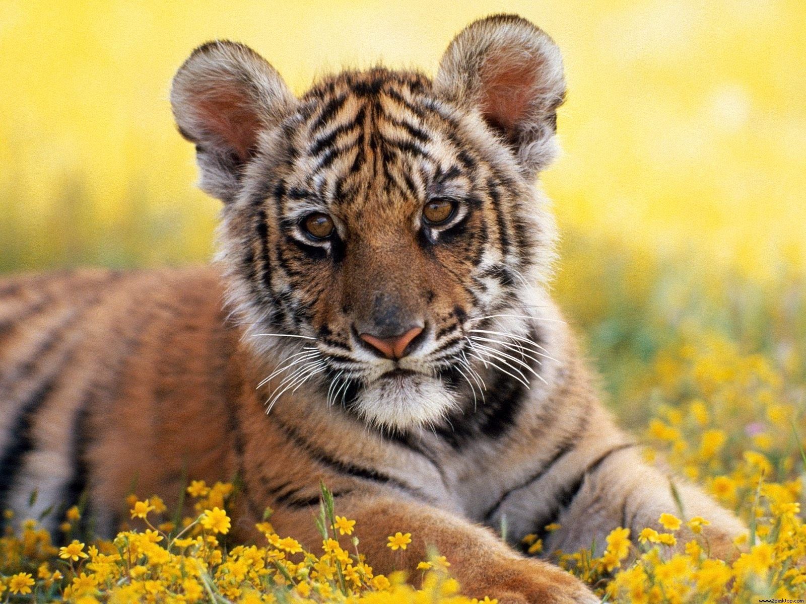 Funny Wallpapers|Hd Wallpapers: Tiger Cub Wallpaper