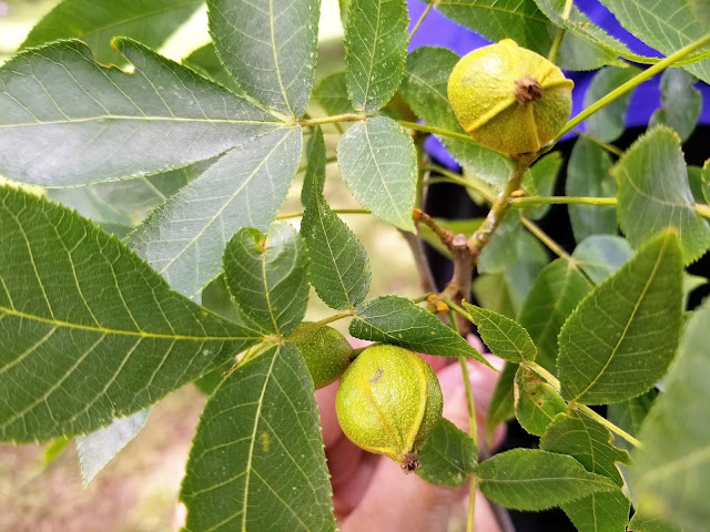 Scenes From My Qeekend - Happy July 1! - beechnuts bohohome.com @bohosusan