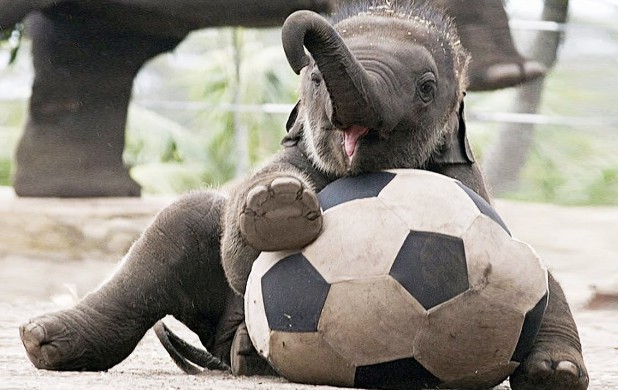 94+ Gambar Lucu Gajah Duduk HD 94+ Gambar Lucu Gajah Duduk HD