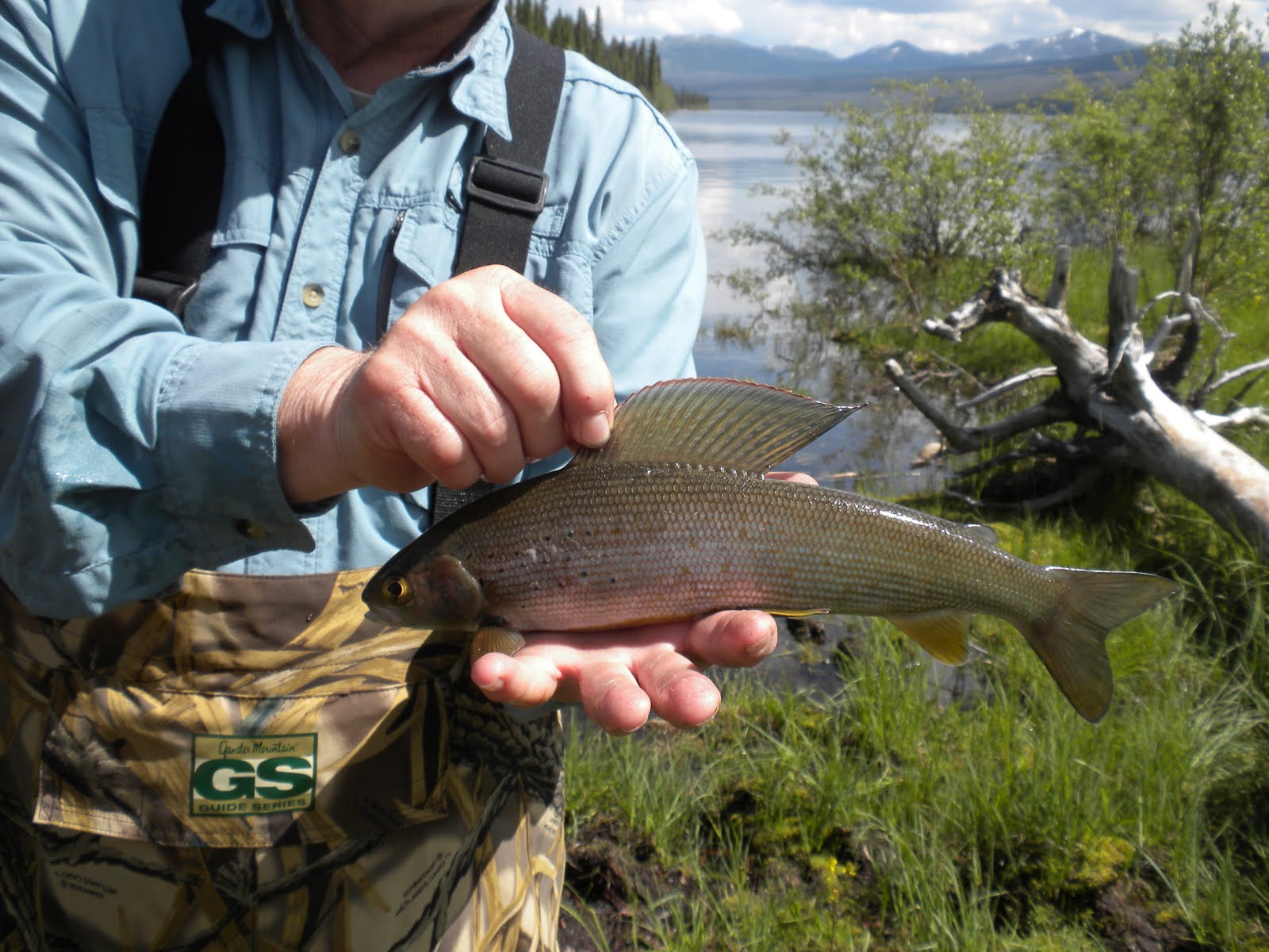 Don and Abby's 2011 Alaska Trip Watson Lake to Tok Alaska