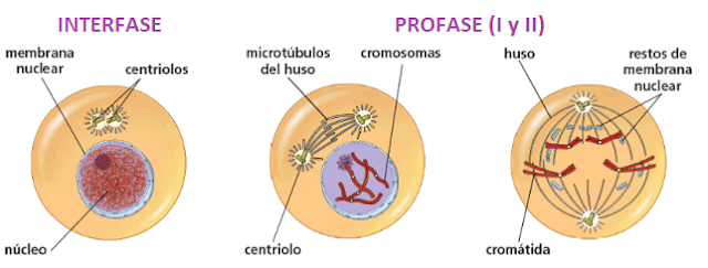 Placa celular biologia
