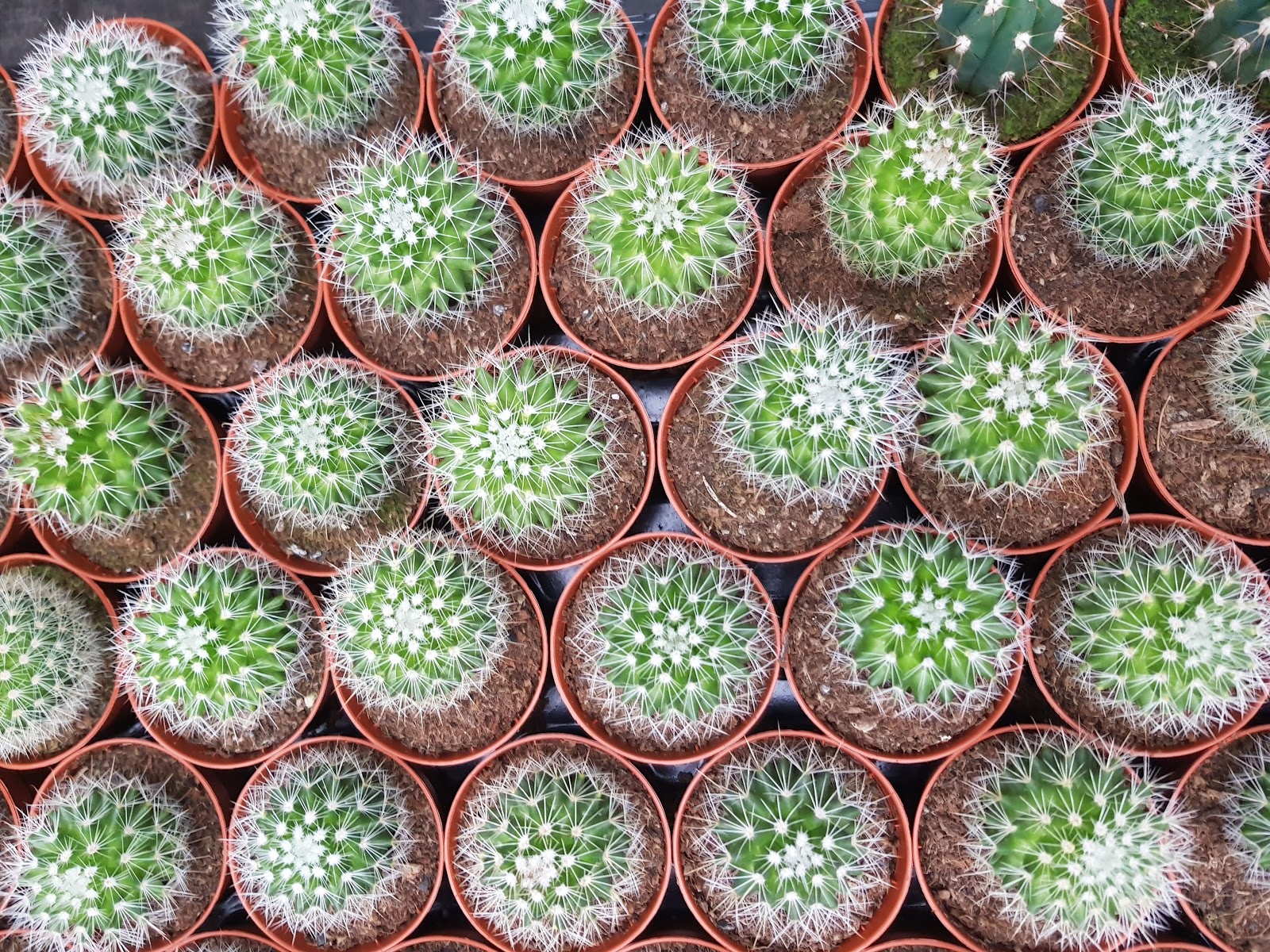Jak dlouho vydrží kaktus bez vody?