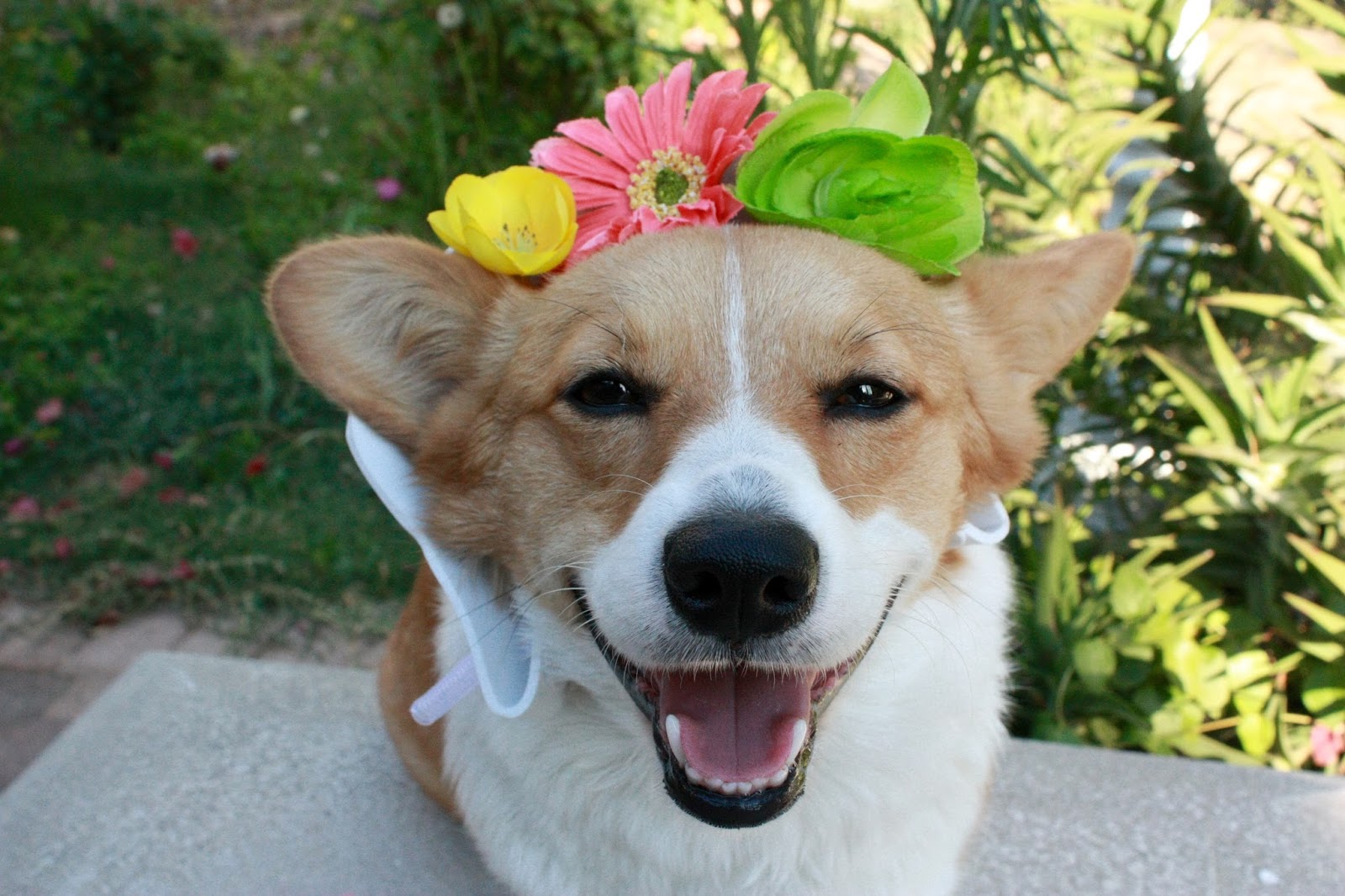 Love, Nessa DIY Dog Flower Crown