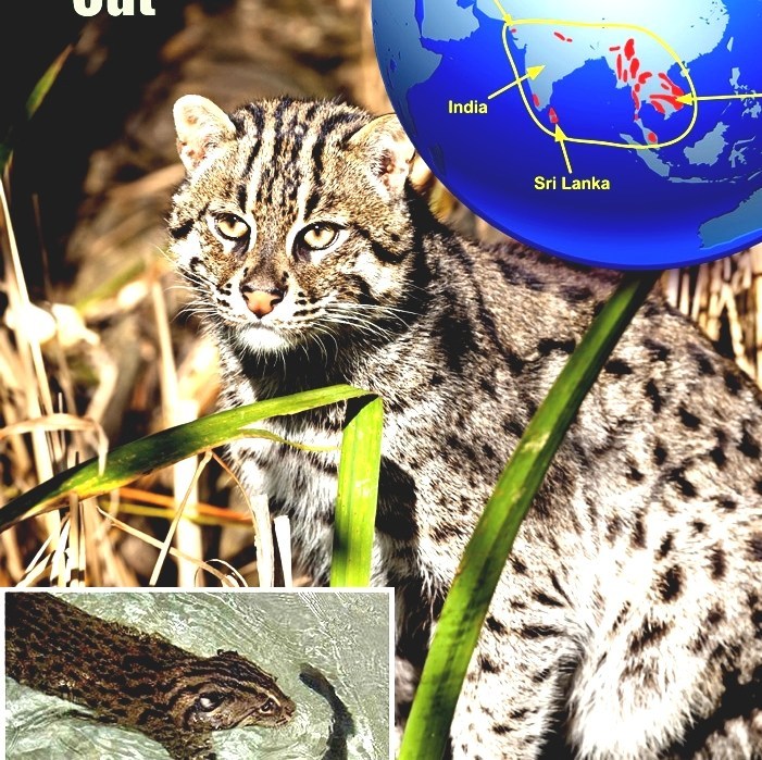 Fishing Cat Fishing Cat Facts