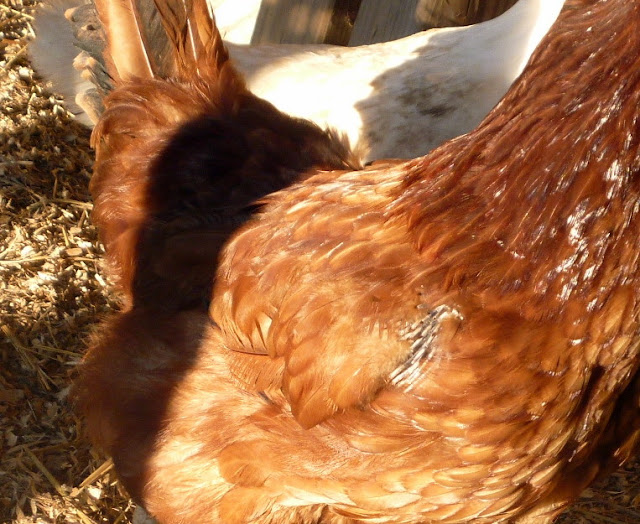 Feather Loss in Chickens Causes and Prevention Methods Fresh Eggs