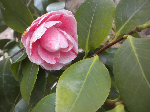 classy camellia