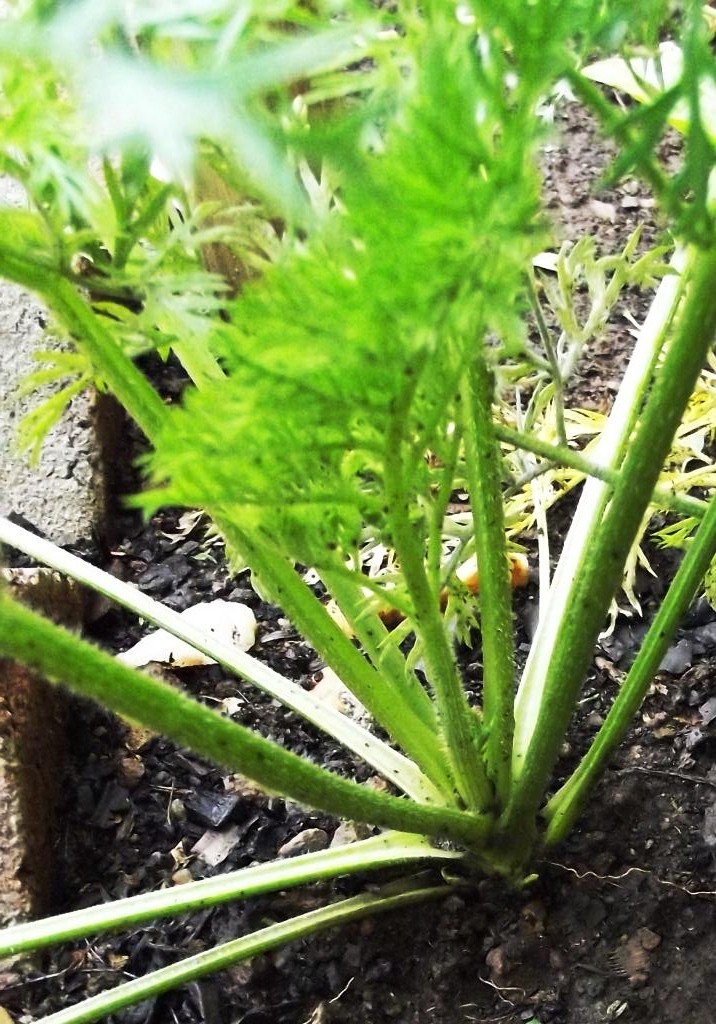 Roots 'n' Shoots Carrot How To Grow Vegetable of the Month