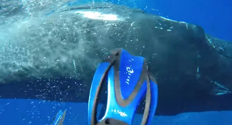 Humpback whale rescued a diver from a tiger shark