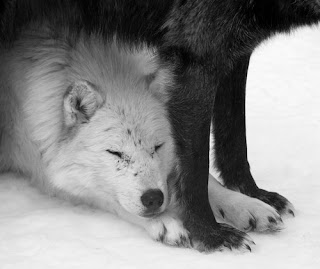Dreams of wolves: Valentine's day picture post