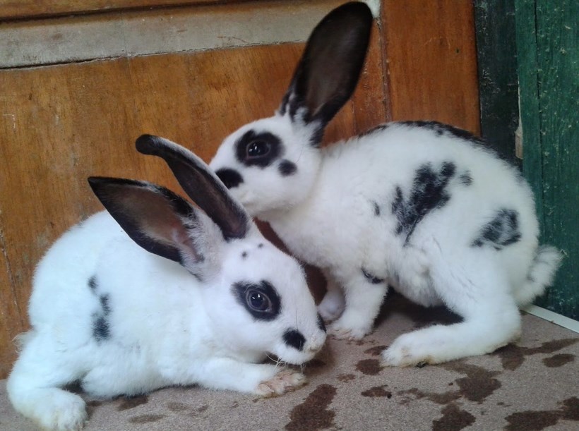 Serangan Kelinci Mati Mendadak Tanpa Tanda Sakit Memelihara Kelinci