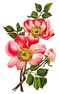 https://4.bp.blogspot.com/-kvdfnDqDaXU/VzUJBYD75FI/AAAAAAAAbuk/pHzWZlUF3Ucg60C6yCkwjboYv17u03npACLcB/s320/wildflower-image-field-rose-botanical-art.jpg